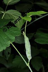 Blaue Brombeere, Kratzbeere, Acker-Brombeere, Rubus caesius, Rubus caesius, Kratzbeere, Acker-Brombeere, Blaue Brombeere, Rosaceae, Stängelgalle, Stängelgalle durch Gallmücke Lasioptera rubi Kauf von 02463_rubus_caesius_dsc_5686.jpg
