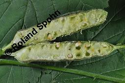 Blaue Brombeere, Kratzbeere, Acker-Brombeere, Rubus caesius, Rubus caesius, Kratzbeere, Acker-Brombeere, Blaue Brombeere, Rosaceae, Stängelgalle, Stängelgalle durch Gallmücke Lasioptera rubi Kauf von 02463_rubus_caesius_dsc_5736.jpg