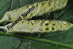 Blaue Brombeere, Kratzbeere, Acker-Brombeere, Rubus caesius, Rubus caesius, Kratzbeere, Acker-Brombeere, Blaue Brombeere, Rosaceae, Stängelgalle, Stängelgalle durch Gallmücke Lasioptera rubi Kauf von 02463_rubus_caesius_dsc_5737.jpg