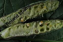 Blaue Brombeere, Kratzbeere, Acker-Brombeere, Rubus caesius, Rubus caesius, Kratzbeere, Acker-Brombeere, Blaue Brombeere, Rosaceae, Stängelgalle, Stängelgalle durch Gallmücke Lasioptera rubi Kauf von 02463_rubus_caesius_dsc_5739.jpg