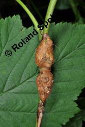 Blaue Brombeere, Kratzbeere, Acker-Brombeere, Rubus caesius, Rubus caesius, Kratzbeere, Acker-Brombeere, Blaue Brombeere, Rosaceae, Stängelgalle, Stängelgalle durch Gallmücke Lasioptera rubi Kauf von 02463_rubus_caesius_dsc_6787.jpg