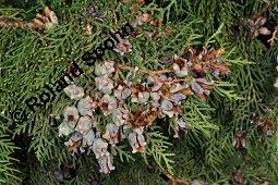 Morgenländischer Lebensbaum, Thuja orientalis, Platycladus orientalis, Platycladus stricta, Biota orientalis, Thuja orientalis, Platycladus orientalis, Platycladus strickta, Biota orientalis, Morgenländischer Lebensbaum, Cupressaceae, fruchtend, Früchte befallen durch Deckelschildlaus der gattung Carulaspis Kauf von 02485_thuja_orientalis_dsc_7832.jpg