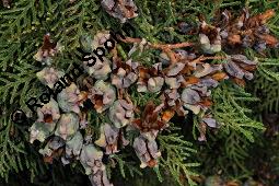 Morgenländischer Lebensbaum, Thuja orientalis, Platycladus orientalis, Platycladus stricta, Biota orientalis, Thuja orientalis, Platycladus orientalis, Platycladus strickta, Biota orientalis, Morgenländischer Lebensbaum, Cupressaceae, fruchtend, Früchte befallen durch Deckelschildlaus der gattung Carulaspis Kauf von 02485_thuja_orientalis_dsc_7833.jpg