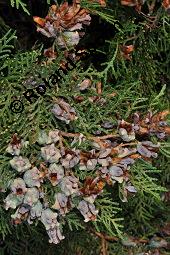 Morgenländischer Lebensbaum, Thuja orientalis, Platycladus orientalis, Platycladus stricta, Biota orientalis, Thuja orientalis, Platycladus orientalis, Platycladus strickta, Biota orientalis, Morgenländischer Lebensbaum, Cupressaceae, fruchtend, Früchte befallen durch Deckelschildlaus der gattung Carulaspis Kauf von 02485_thuja_orientalis_dsc_7834.jpg