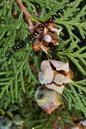 Morgenländischer Lebensbaum, Thuja orientalis, Platycladus orientalis, Platycladus stricta, Biota orientalis, Thuja orientalis, Platycladus orientalis, Platycladus strickta, Biota orientalis, Morgenländischer Lebensbaum, Cupressaceae, fruchtend, Früchte befallen durch Deckelschildlaus der gattung Carulaspis Kauf von 02485_thuja_orientalis_dsc_7836.jpg