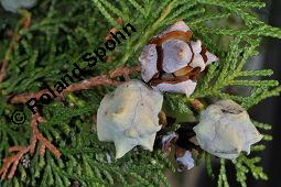 Morgenländischer Lebensbaum, Thuja orientalis, Platycladus orientalis, Platycladus stricta, Biota orientalis, Thuja orientalis, Platycladus orientalis, Platycladus strickta, Biota orientalis, Morgenländischer Lebensbaum, Cupressaceae, fruchtend, Früchte befallen durch Deckelschildlaus der gattung Carulaspis Kauf von 02485_thuja_orientalis_dsc_7837.jpg