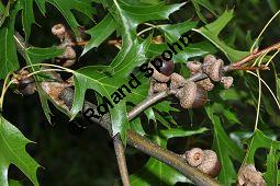 Sumpf-Eiche, Quercus palustris, Fagaceae, Quercus palustris, Sumpf-Eiche, Beblättert Herbstfärbung Kauf von 02500_quercus_palustris_dsc_0380.jpg