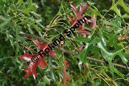 Sumpf-Eiche, Quercus palustris, Fagaceae, Quercus palustris, Sumpf-Eiche, Beblättert Herbstfärbung Kauf von 02500_quercus_palustris_dsc_0386.jpg