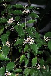 Barbadoskirsche, Azerola, Acerola, Malpighia glabra, Malpighia glabra, Barbadoskirsche, Azerola, Acerola, Acerolakirsche, Malpighiaceae, Blühend Kauf von 02514_malpighia_glabra_dsc_8081.jpg