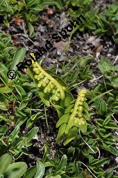 Gewöhnliche Mondraute, Botrychium lunaria, Botrychium lunaria, Gewöhnliche Mondraute, Farne, Habitus Kauf von 02566_botrychium_lunaria_dsc_2448.jpg