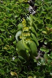 Gewöhnliche Mondraute, Botrychium lunaria, Botrychium lunaria, Gewöhnliche Mondraute, Farne, Habitus Kauf von 02566_botrychium_lunaria_dsc_2449.jpg