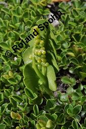 Gewöhnliche Mondraute, Botrychium lunaria, Botrychium lunaria, Gewöhnliche Mondraute, Farne, Habitus Kauf von 02566_botrychium_lunaria_dsc_2450.jpg