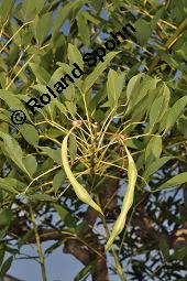Gewöhnlicher Korallenbaum, Korallenstrauch, Erythrina crista-galli, Erythrina crista-galli, Gewöhnlicher Korallenbaum, Korallenstrauch, Fabaceae, unreif fruchtend Kauf von 02568_erythrina_crista-galli_dsc_6986.jpg