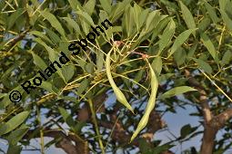 Gewöhnlicher Korallenbaum, Korallenstrauch, Erythrina crista-galli, Erythrina crista-galli, Gewöhnlicher Korallenbaum, Korallenstrauch, Fabaceae, unreif fruchtend Kauf von 02568_erythrina_crista-galli_dsc_6987.jpg