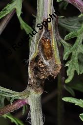 Raukenblättriges Greiskraut, Raukenblättriges Kreuzkraut, Senecio erucifolius, Senecio erucifolius, Raukenblättriges Greiskraut, Raukenblättriges Kreuzkraut, Asteraceae, Knospend, mit Ameisen Kauf von 02750_senecio_erucifolius_dsc_3657.jpg