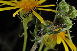 Raukenblättriges Greiskraut, Raukenblättriges Kreuzkraut, Senecio erucifolius, Senecio erucifolius, Raukenblättriges Greiskraut, Raukenblättriges Kreuzkraut, Asteraceae, Knospend, mit Ameisen Kauf von 02750_senecio_erucifolius_dsc_3660.jpg