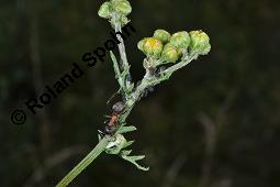 Raukenblättriges Greiskraut, Raukenblättriges Kreuzkraut, Senecio erucifolius, Senecio erucifolius, Raukenblättriges Greiskraut, Raukenblättriges Kreuzkraut, Asteraceae, Knospend, mit Ameisen Kauf von 02750_senecio_erucifolius_dsc_3681.jpg