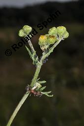 Raukenblättriges Greiskraut, Raukenblättriges Kreuzkraut, Senecio erucifolius, Senecio erucifolius, Raukenblättriges Greiskraut, Raukenblättriges Kreuzkraut, Asteraceae, Knospend, mit Ameisen Kauf von 02750_senecio_erucifolius_dsc_3682.jpg