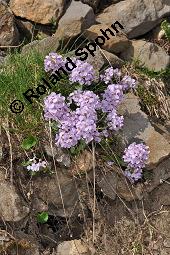 Rundblättriges Hellerkraut, Rundblättriges Täschelkraut, Thlaspi rotundifolium, Thlaspi cepaeifolium, Thlaspi rotundifolium, Thlaspi cepaeifolium, Rundblättriges Hellerkraut, Rundblättriges Täschelkraut, Brassicaceae, Habitus blühend Kauf von 02845_thlaspi_rotundifolium_dsc_2444.jpg
