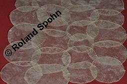 Garten-Mondviole, Judaspfennig, Silberblatt, Zweijährige Mondviole, Judassilberling, Lunaria annua, Lunaria biennis, Lunaria annua, Lunaria biennis, Garten-Mondviole, Judaspfennig, Silberblatt, Zweijährige Mondviole, Judassilberling, Brassicaceae, Papier, Papier aus den Frucht-Scheidewänden, in Papyrus-Technik hergestellt Kauf von 02855_lunaria_annua_dsc_8064.jpg