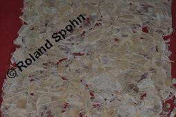 Garten-Mondviole, Judaspfennig, Silberblatt, Zweijährige Mondviole, Judassilberling, Lunaria annua, Lunaria biennis, Lunaria annua, Lunaria biennis, Garten-Mondviole, Judaspfennig, Silberblatt, Zweijährige Mondviole, Judassilberling, Brassicaceae, Papier, Papier aus den Frucht-Scheidewänden, in Papyrus-Technik hergestellt Kauf von 02855_lunaria_annua_dsc_8065.jpg