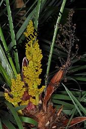 Zwergpalme, Chamaerops humilis, Chamaerops humilis, Zwergpalme, Palmae, Blühend Kauf von 02861_chamaerops_humilis_dsc_8402.jpg