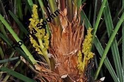 Zwergpalme, Chamaerops humilis, Chamaerops humilis, Zwergpalme, Palmae, Blühend Kauf von 02861_chamaerops_humilis_dsc_8405.jpg