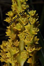 Zwergpalme, Chamaerops humilis, Chamaerops humilis, Zwergpalme, Palmae, Blühend Kauf von 02861_chamaerops_humilis_dsc_8406.jpg