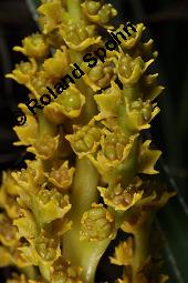 Zwergpalme, Chamaerops humilis, Chamaerops humilis, Zwergpalme, Palmae, Blühend Kauf von 02861_chamaerops_humilis_dsc_8407.jpg