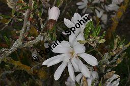 Stern-Magnolie, Sternmagnolie, Magnolia stellata Sorte, Magnoliaceae, Magnolia stellata, Stern-Magnolie, Sternmagnolie, fruchtend Kauf von 02905_magnolia_stellata_dsc_3490.jpg