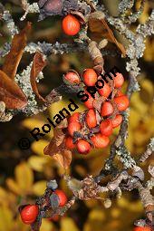 Stern-Magnolie, Sternmagnolie, Magnolia stellata Sorte, Magnoliaceae, Magnolia stellata, Stern-Magnolie, Sternmagnolie, fruchtend Kauf von 02905_magnolia_stellata_sorte_dsc_0907.jpg