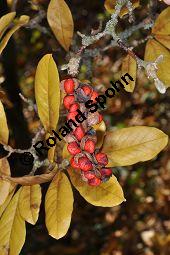 Stern-Magnolie, Sternmagnolie, Magnolia stellata Sorte, Magnoliaceae, Magnolia stellata, Stern-Magnolie, Sternmagnolie, fruchtend Kauf von 02905_magnolia_stellata_sorte_dsc_0908.jpg