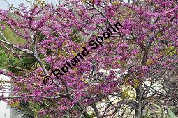 Gewöhnlicher Judasbaum, Cercis siliquastrum, Caesalpiniaceae, Cercis siliquastrum, Gewöhnlicher Judasbaum, Blühend Kauf von 02922_cercis_siliquastrum_dsc_2585.jpg