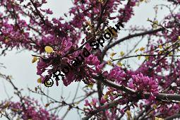 Gewöhnlicher Judasbaum, Cercis siliquastrum, Caesalpiniaceae, Cercis siliquastrum, Gewöhnlicher Judasbaum, Blühend Kauf von 02922_cercis_siliquastrum_dsc_2586.jpg