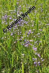 Wiesen-Glockenblume, Ausgebreitete Glockenblume, Campanula patula, Campanula patula, Wiesen-Glockenblume, Ausgebreitete Glockenblume, Campanulaceae, Blühend Kauf von 02923_campanula_patula_dsc_4614.jpg
