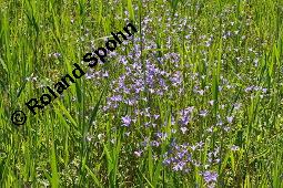 Wiesen-Glockenblume, Ausgebreitete Glockenblume, Campanula patula, Campanula patula, Wiesen-Glockenblume, Ausgebreitete Glockenblume, Campanulaceae, Blühend Kauf von 02923_campanula_patula_dsc_4615.jpg