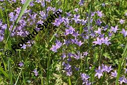 Wiesen-Glockenblume, Ausgebreitete Glockenblume, Campanula patula, Campanula patula, Wiesen-Glockenblume, Ausgebreitete Glockenblume, Campanulaceae, Blühend Kauf von 02923_campanula_patula_dsc_4618.jpg