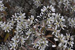 Kupfer-Felsenbirne, Amelanchier lamarckii, Rosaceae, Amelanchier lamarckii, Kupfer-Felsenbirne, Blühend Kauf von 02928_amelanchier_lamarckii_dsc_3446.jpg
