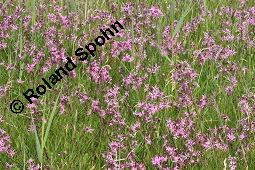 Kuckuckslichtnelke, Kuckucks-Lichtnelke, Kuckucksblume, Lychnis flos-cuculi, Silene flus-cuculi, Lychnis flos-cuculi, Coronaria flos-cuculi, Silene flos-cuculi, Kuckucks-Lichtnelke, Kuckucksblume, Kuckuckslichtnelke, Caryophyllaceae, mit Schaum von Zikade, Schaum von Schaumzikade Kauf von 02935_lychnis_flos_cuculi_dsc_4517.jpg