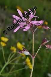 Kuckuckslichtnelke, Kuckucks-Lichtnelke, Kuckucksblume, Lychnis flos-cuculi, Silene flus-cuculi, Lychnis flos-cuculi, Coronaria flos-cuculi, Silene flos-cuculi, Kuckucks-Lichtnelke, Kuckucksblume, Kuckuckslichtnelke, Caryophyllaceae, mit Schaum von Zikade, Schaum von Schaumzikade Kauf von 02935_lychnis_floscucili_dsc_0561.jpg