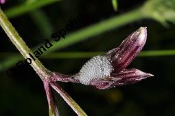 Kuckuckslichtnelke, Kuckucks-Lichtnelke, Kuckucksblume, Lychnis flos-cuculi, Silene flus-cuculi, Lychnis flos-cuculi, Coronaria flos-cuculi, Silene flos-cuculi, Kuckucks-Lichtnelke, Kuckucksblume, Kuckuckslichtnelke, Caryophyllaceae, mit Schaum von Zikade, Schaum von Schaumzikade Kauf von 02935_lychnis_floscucili_dsc_0563.jpg