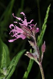 Kuckuckslichtnelke, Kuckucks-Lichtnelke, Kuckucksblume, Lychnis flos-cuculi, Silene flus-cuculi, Lychnis flos-cuculi, Coronaria flos-cuculi, Silene flos-cuculi, Kuckucks-Lichtnelke, Kuckucksblume, Kuckuckslichtnelke, Caryophyllaceae, mit Schaum von Zikade, Schaum von Schaumzikade Kauf von 02935_lychnis_floscucili_dsc_0575.jpg