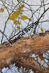 Schwarz-Birke, Betula nigra, Betula rubra, Betulaceae, Betula nigra, Betula rubra, Schwarz-Birke, Rinde Kauf von 02939_betula_nigra_dsc_1044.jpg