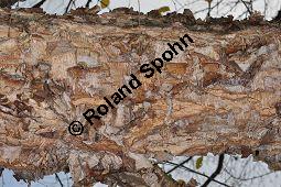 Schwarz-Birke, Betula nigra, Betula rubra, Betulaceae, Betula nigra, Betula rubra, Schwarz-Birke, Rinde Kauf von 02939_betula_nigra_dsc_1046.jpg