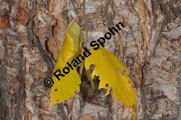 Schwarz-Birke, Betula nigra, Betula rubra, Betulaceae, Betula nigra, Betula rubra, Schwarz-Birke, Rinde Kauf von 02939_betula_nigra_dsc_1047.jpg