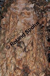 Schwarz-Birke, Betula nigra, Betula rubra, Betulaceae, Betula nigra, Betula rubra, Schwarz-Birke, Rinde Kauf von 02939_betula_nigra_dsc_1672.jpg