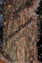 Schwarz-Birke, Betula nigra, Betula rubra, Betulaceae, Betula nigra, Betula rubra, Schwarz-Birke, Rinde Kauf von 02939_betula_nigra_dsc_1673.jpg