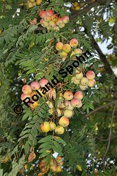 Speierling, Spierling, Sperbe, Sorbus domestica, Rosaceae, Sorbus domestica, Pyrus domestica, Speierling, Spierling, Sperbe, Früchte Kauf von 02983_sorbus_domestica_dsc_0347.jpg