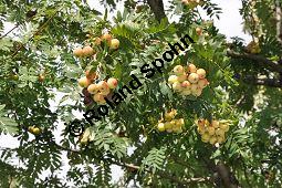 Speierling, Spierling, Sperbe, Sorbus domestica, Rosaceae, Sorbus domestica, Pyrus domestica, Speierling, Spierling, Sperbe, Früchte Kauf von 02983_sorbus_domestica_dsc_0348.jpg