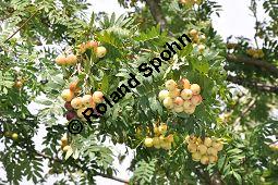 Speierling, Spierling, Sperbe, Sorbus domestica, Rosaceae, Sorbus domestica, Pyrus domestica, Speierling, Spierling, Sperbe, Früchte Kauf von 02983_sorbus_domestica_dsc_0349.jpg